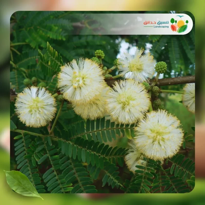 شجر الطلح النجدي 1