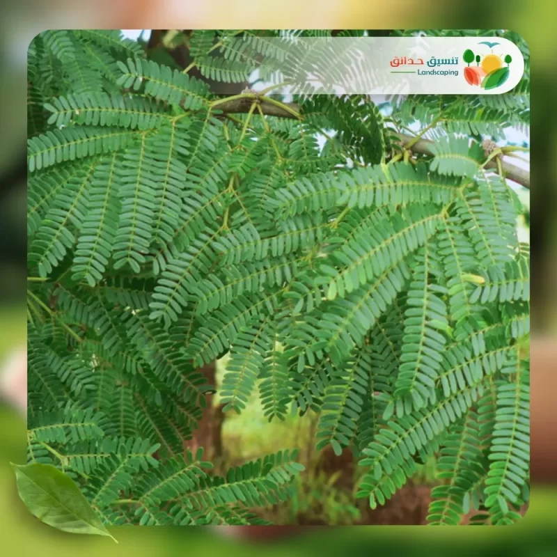 شجر الطلح النجدي 2