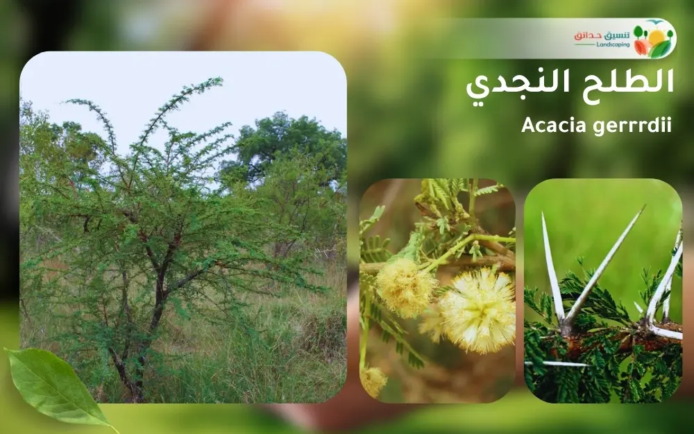 شجر الطلح النجدي 3