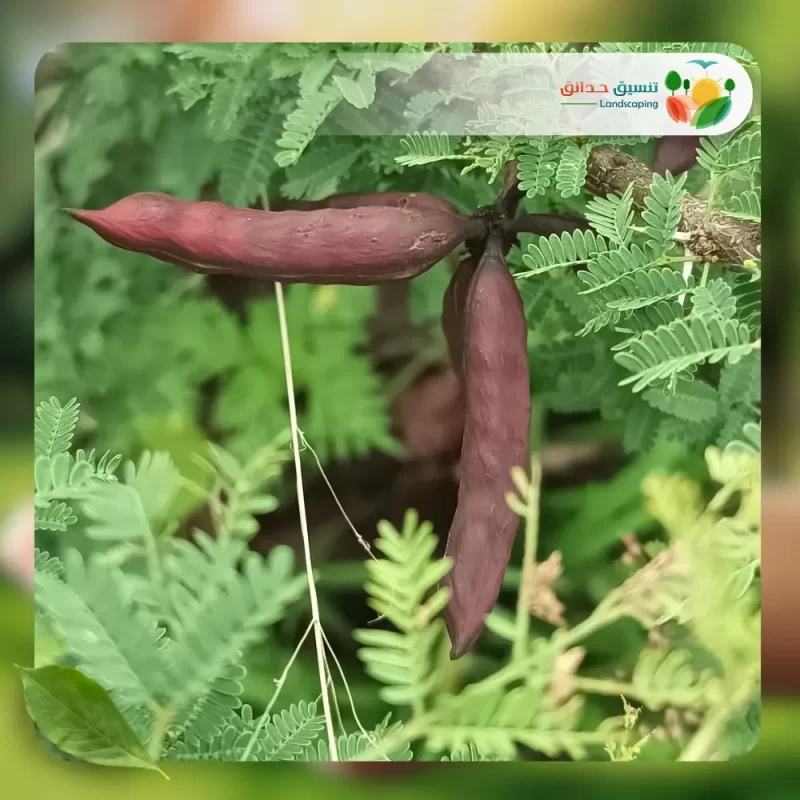 شجر طلح الفتنة 3