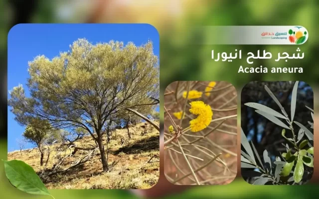 شجر طلح انيورا 1