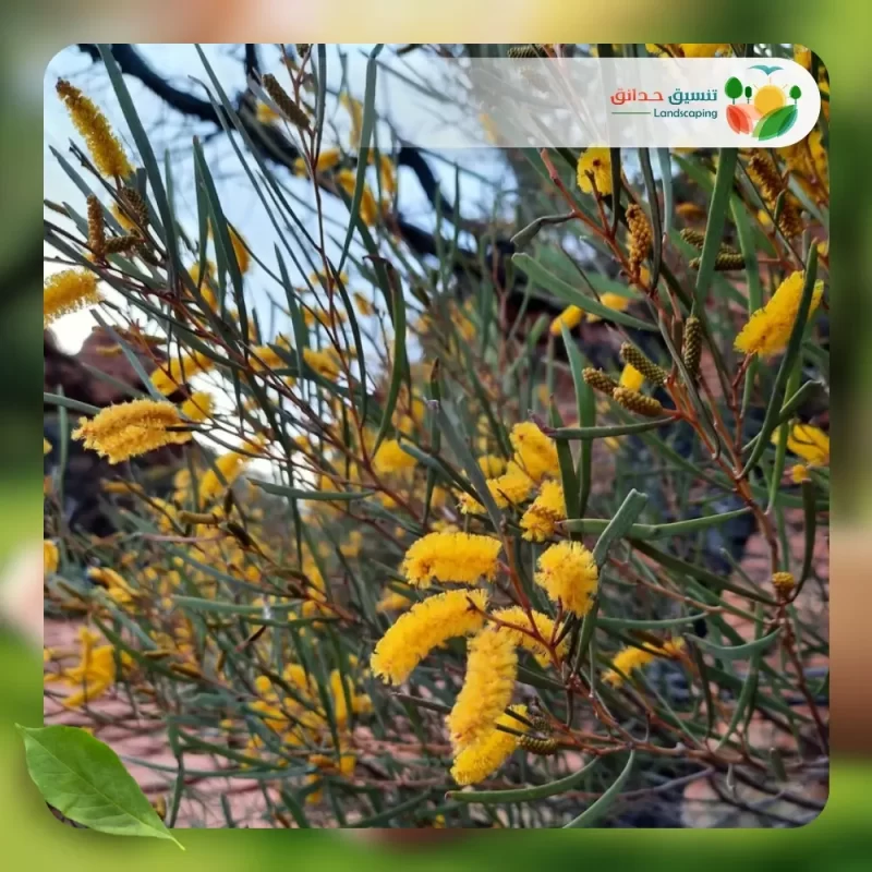 شجر طلح انيورا 2