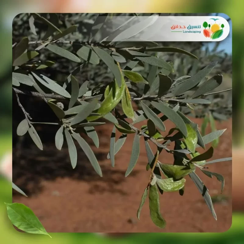 شجر طلح انيورا 3
