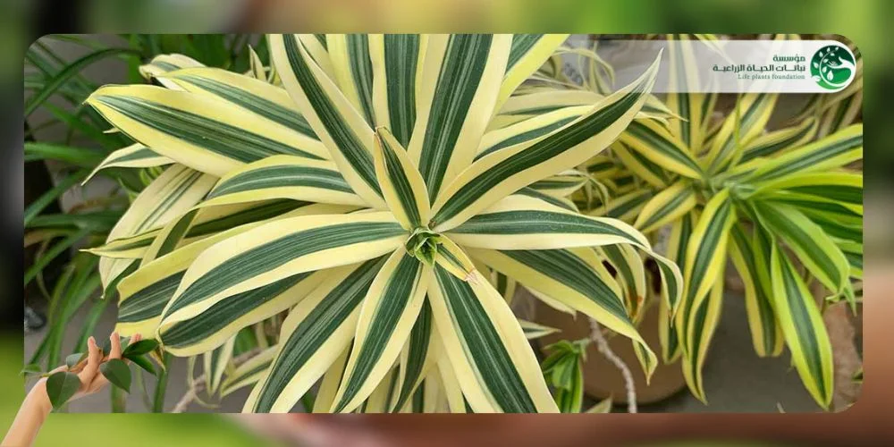 نبات الدراسينا 1