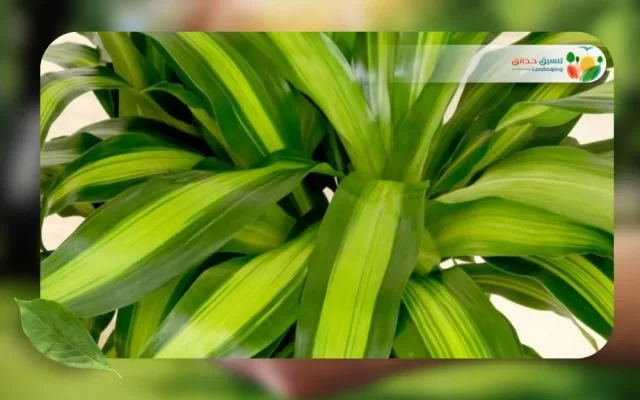 نبات الدراسينا 4
