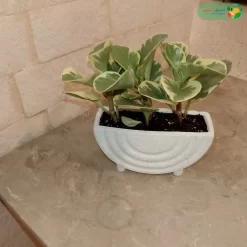 نبتة ببروميا هولندي مبرقشة