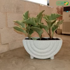 صورة نبتة ببروميا هولندي مبرقشة