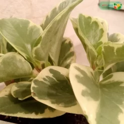 اوراق نبتة ببروميا هولندي مبرقشة