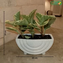 مقاسات نبتة ببروميا هولندي مبرقشة