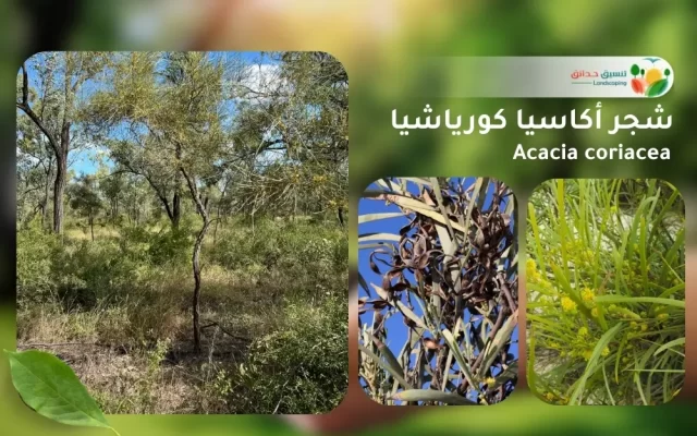 شجر أكاسيا كورياشيا 1