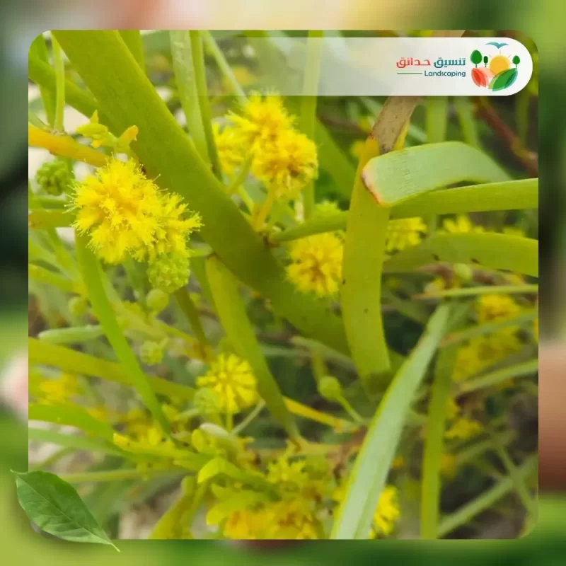 شجر أكاسيا كورياشيا 2