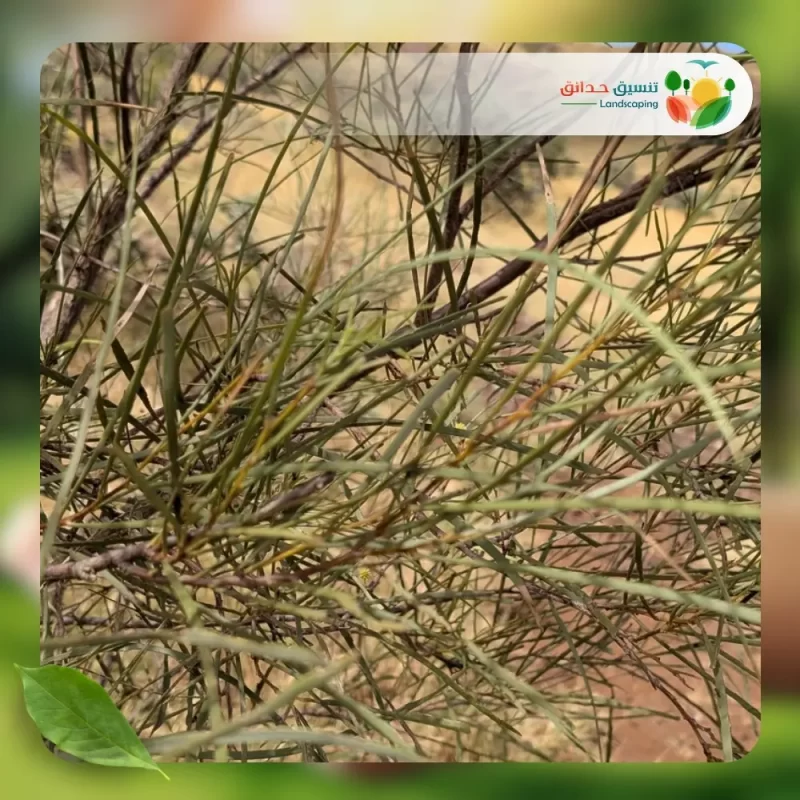 شجر أكاسيا كورياشيا 3