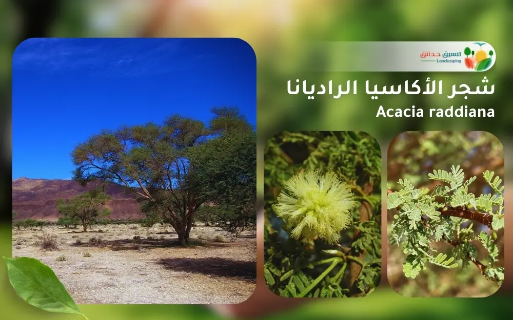 شجر الأكاسيا الراديانا 1
