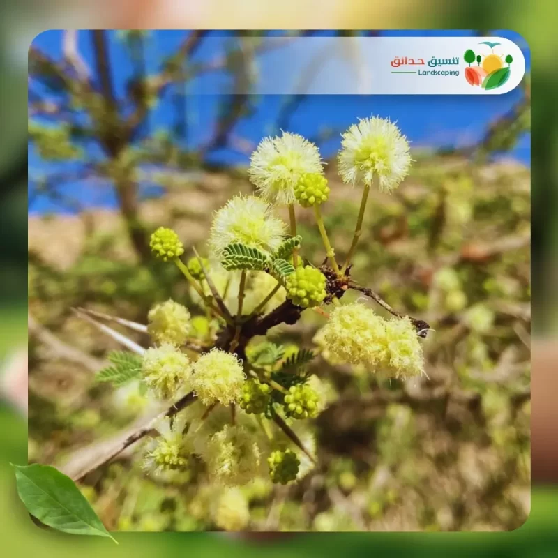 شجر الأكاسيا الراديانا 2