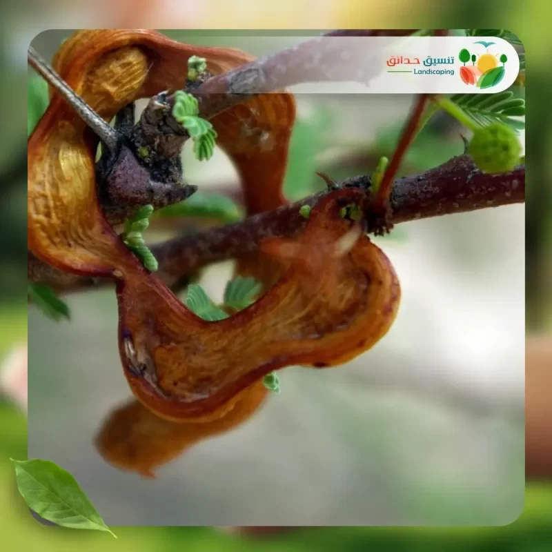 شجر الأكاسيا الراديانا 3