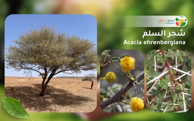 شجر السلم 1