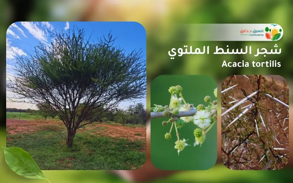 شجر السنط الملتوي 1