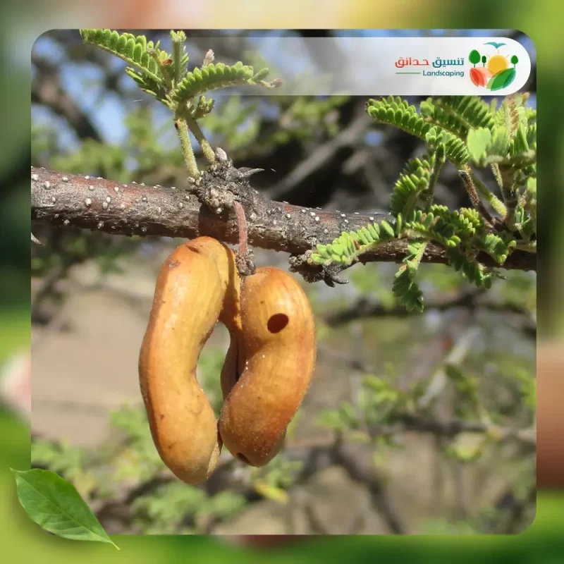 شجر السنط الملتوي 2