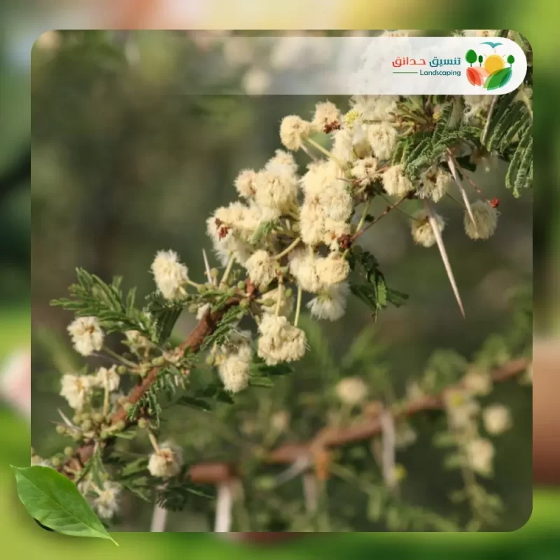 شجر السنط الملتوي 3