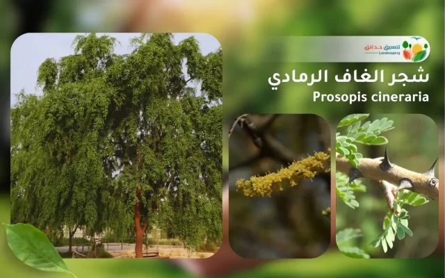 شجر الغاف الرمادي 1