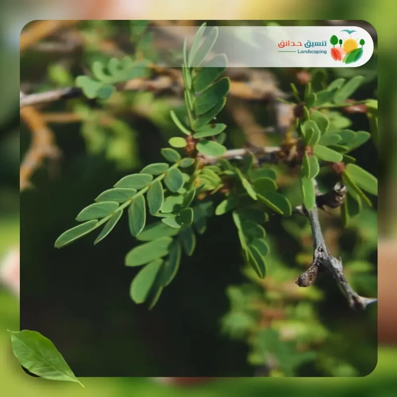 شجر الغاف الرمادي 2