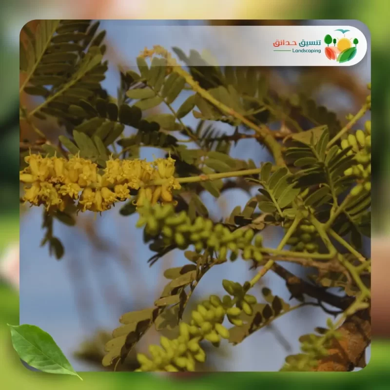 شجر الغاف الرمادي 3