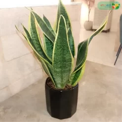 نبتة صبار سانسفريا