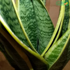 نبتة صبار سانسفريا٢