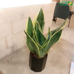 نبتة صبار سانسفريا ٣