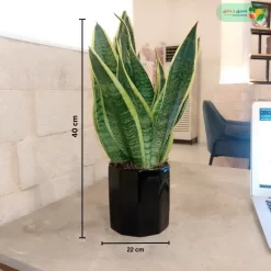 نبتة صبار سانسفريا ٤