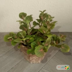 نبتة فيتونيا اخضر في أصيص سيراميك 1