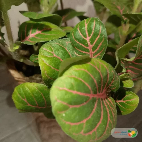 نبتة فيتونيا اخضر في أصيص سيراميك 2