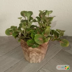 نبتة فيتونيا اخضر في أصيص سيراميك 3