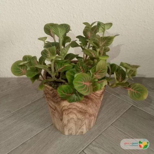 نبتة فيتونيا اخضر في أصيص سيراميك 3