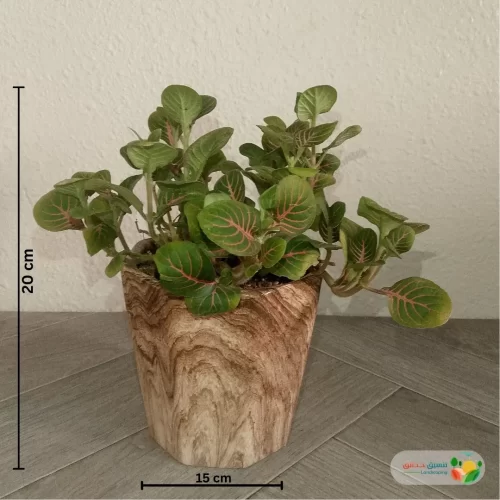 نبتة فيتونيا اخضر في أصيص سيراميك 4