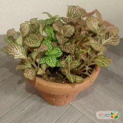 نبتة فيتونيا مشكل في اصيص فخار 1