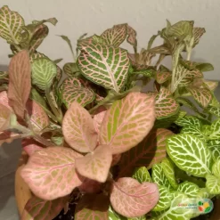 نبتة فيتونيا مشكل في اصيص فخار 2