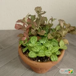 نبتة فيتونيا مشكل في اصيص فخار 3