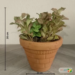 نبتة فيتونيا مشكل في اصيص فخار 4