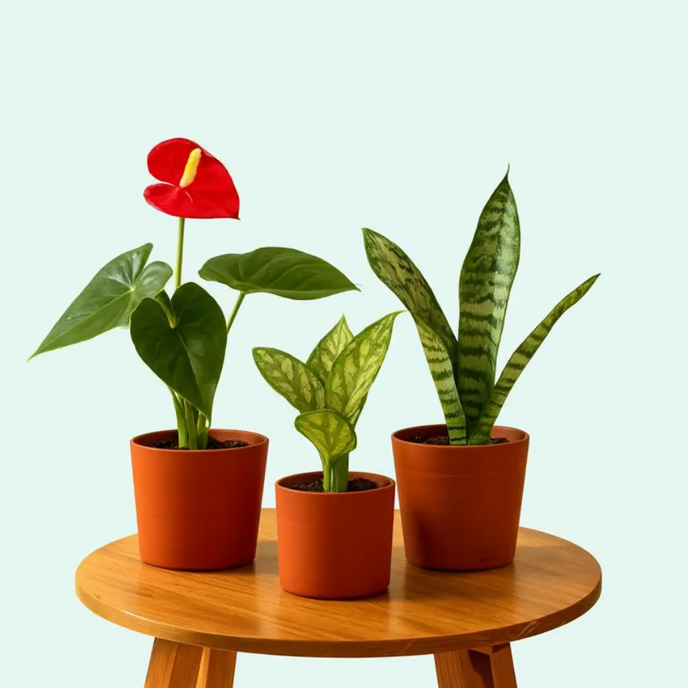 النباتات الداخلية