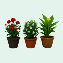 النباتات الخارجية