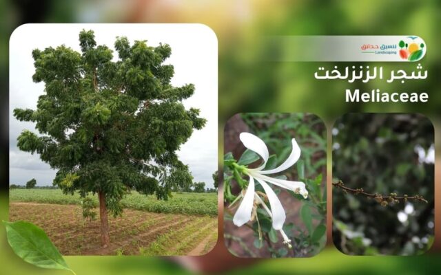 شجر الزنزلخت 1