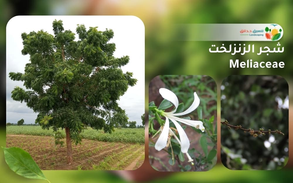 شجر الزنزلخت 1