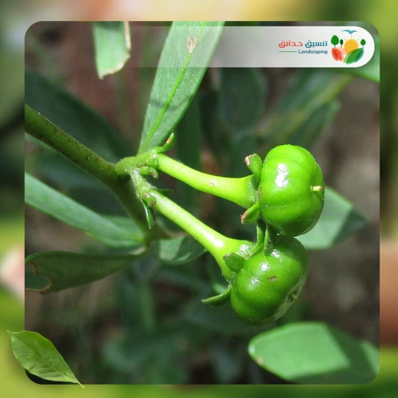 شجر الزنزلخت 3