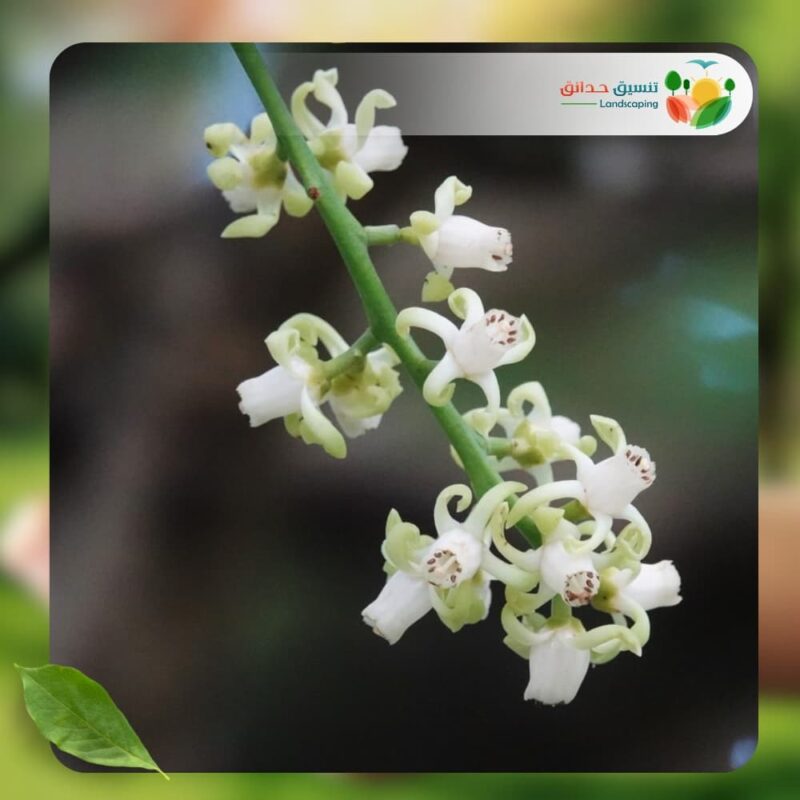 شجر الزنزلخت2
