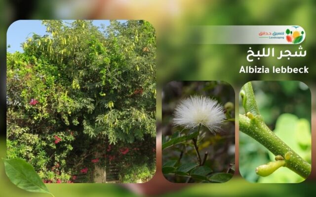 شجر اللبخ 1