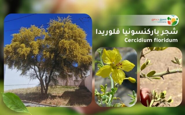 شجر باركنسونيا فلوريدا 1