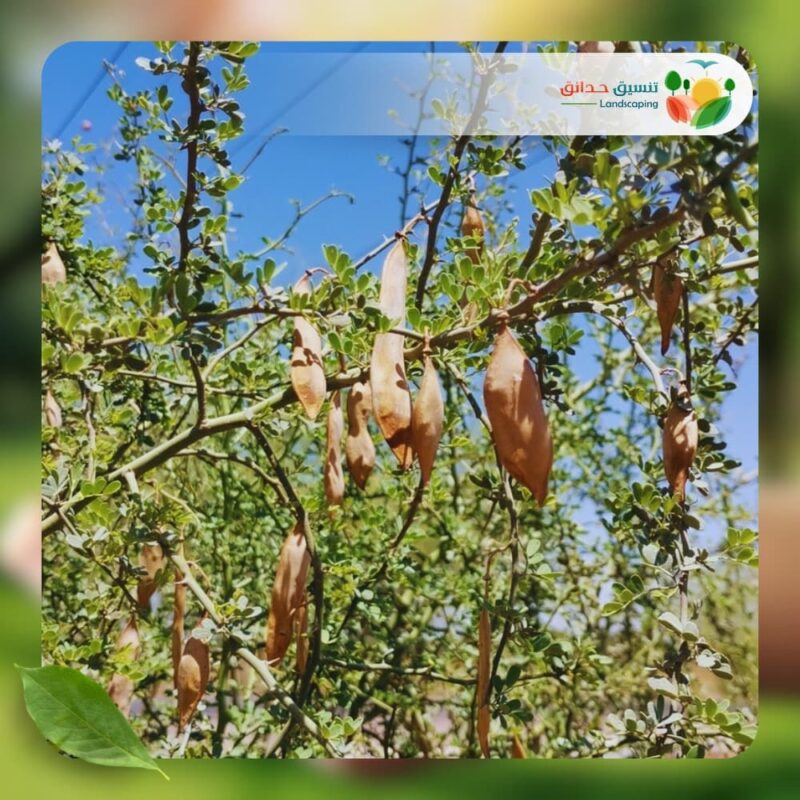 شجر باركنسونيا فلوريدا 2