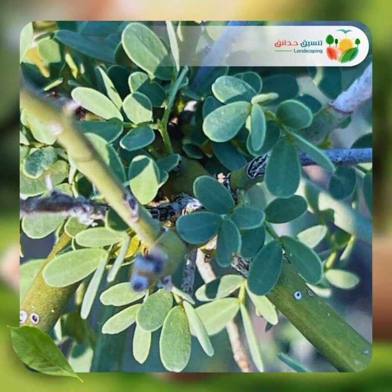 شجر باركنسونيا فلوريدا 3