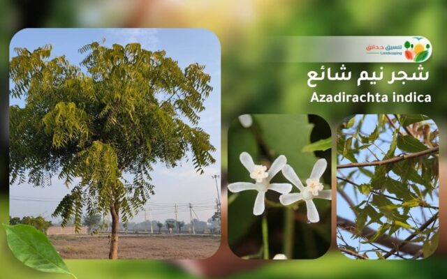 شجر نيم شائع 1